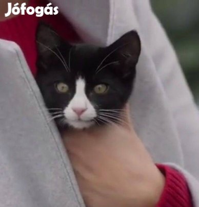 Keresek: Fekete-fehér bundájú kiscica