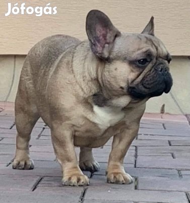 Keresek: Francia bulldog TKs fedező kant keresek