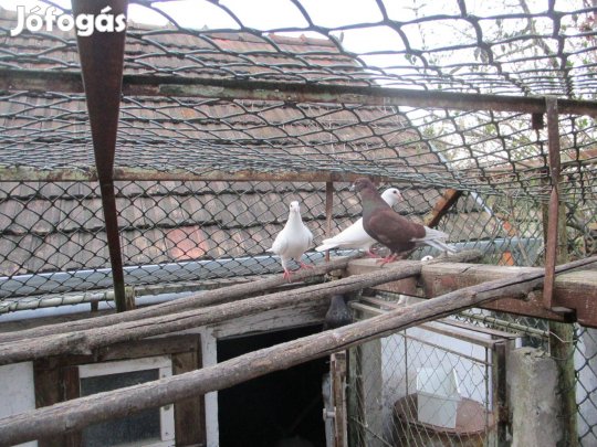 Keresek: Galambot eladok