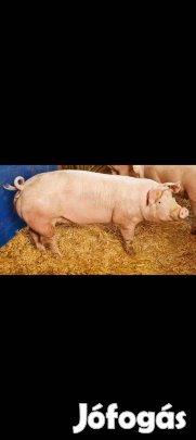 Keresek: Hízó hízók hizo sertés Vásárolok