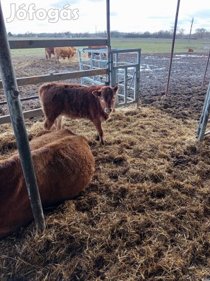 Keresek: Húshasznú borjúkat keresek!