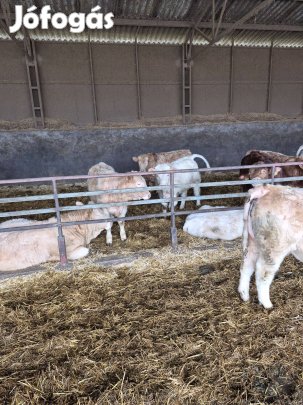 Keresek: Húshasznú borjút vennék