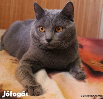 Keresek: Karthauzi/chartreuxi cicát keresek