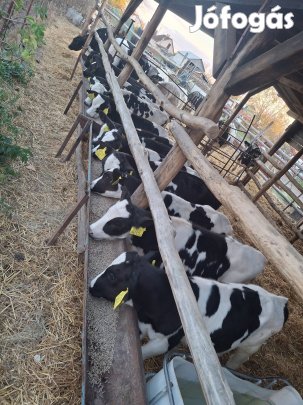 Keresek: Keresek HF borjakat áprilisra.