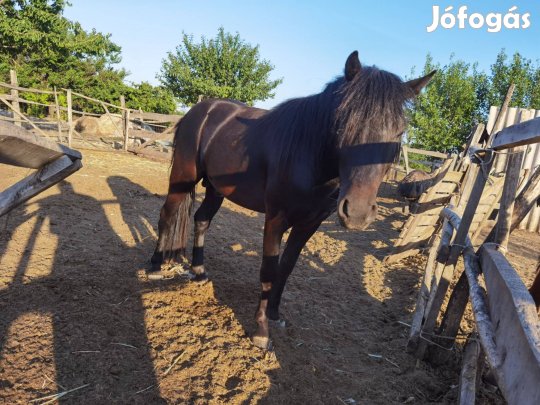 Keresek: Keresek megvételre poniszánkot