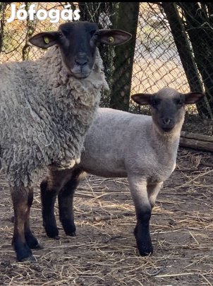 Keresek: Keresek szálas takarmányt!