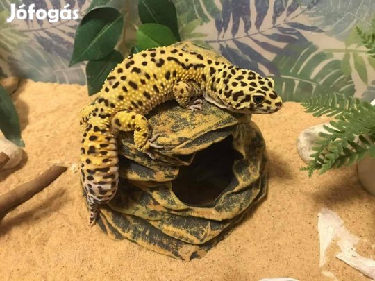 Keresek: Kiadó albérletet keresünk!