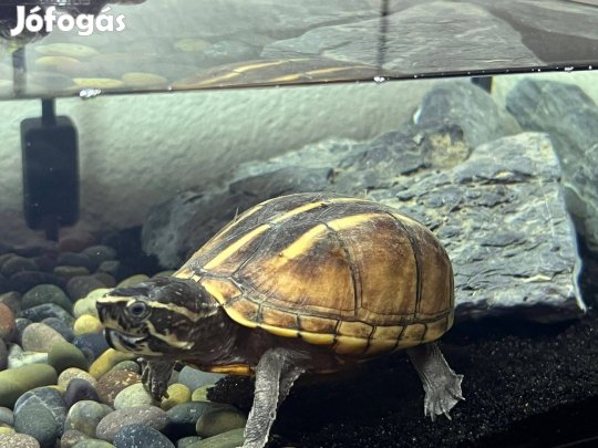 Keresek: Kinosternon bauroii Hím