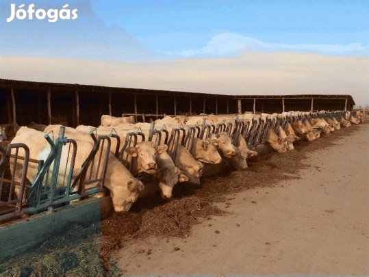 Keresek: Kis és Nagysúlyú Bikákat Vásárolok