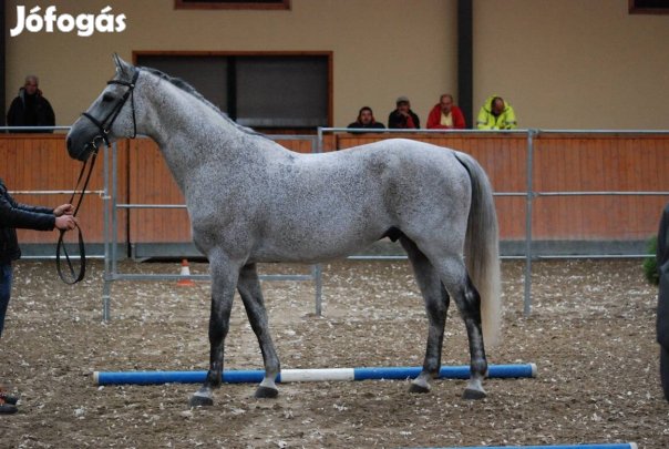 Keresek: Kisbéri félvér