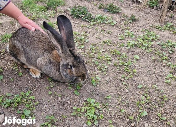 Keresek: Nemet orias tetovalt bakk