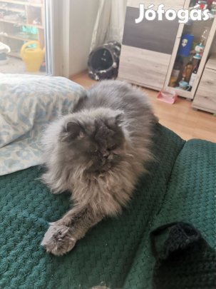 Keresek: Párkereső kislány