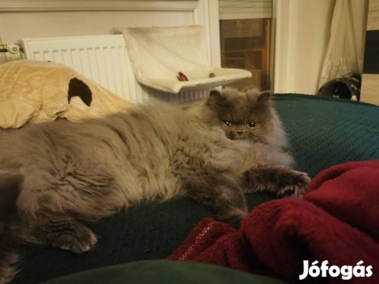 Keresek: Párkereső szépség