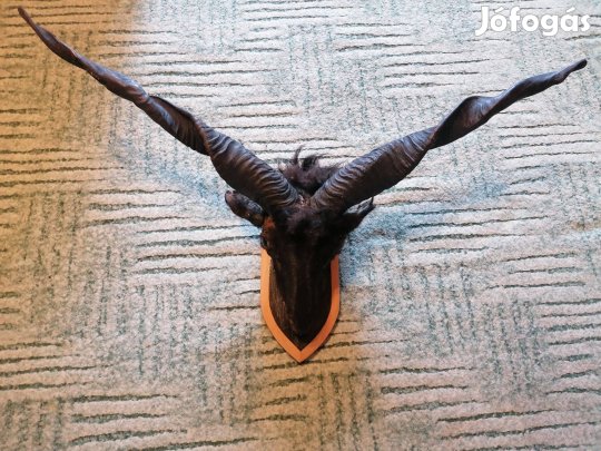 Keresek: Racka trófeát vásárolok