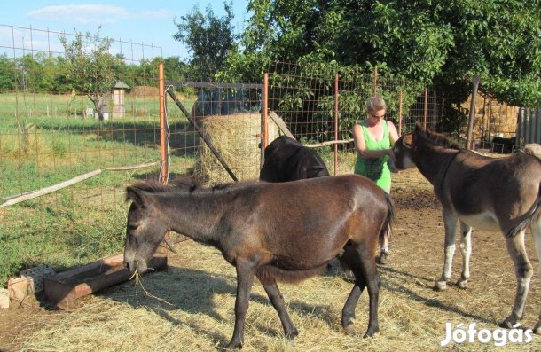 Keresek: Réti idei szénát veszek 120db. hálós tavaszi szállítással Siófok