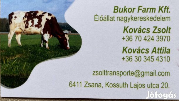 Keresek: Szarvasmarha felvásárlás