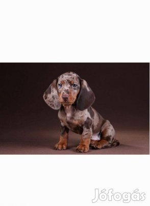 Keresek: Törpe tacskó