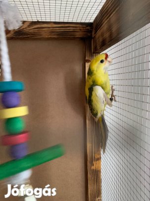 Keresek: Vennék Új-zélandi vörös homlokú kakariki sárga fiatal tojó papagájt