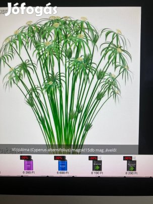 Keresek: Vizipálmát keresek, baranya, (Pécs)
