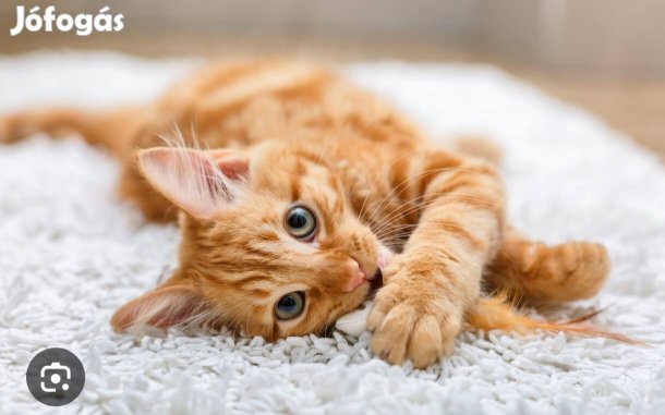 Keresek: Vörös cicát keresek!