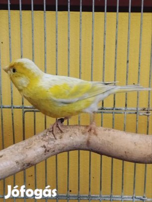 Keresek: keresek achát sárga mozaik kanári tojót 