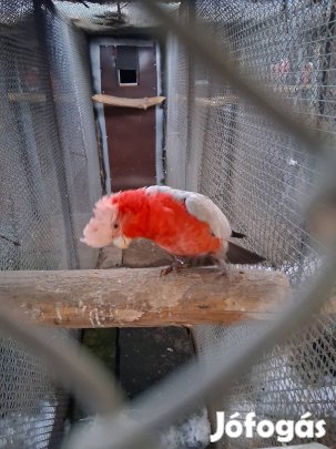 Keresek: papagáj, Rózsa kakadu 