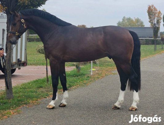 Keresek: selejt vágo ló felvásárlás