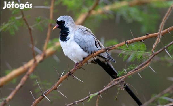 Keresek álarcos gerlét