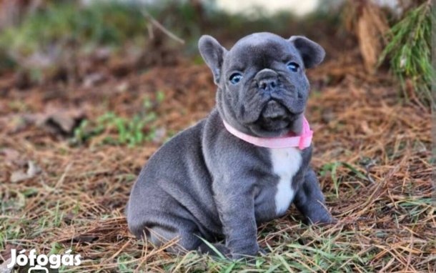 Keresek ingyen elvihető francia buldog kis kutyát