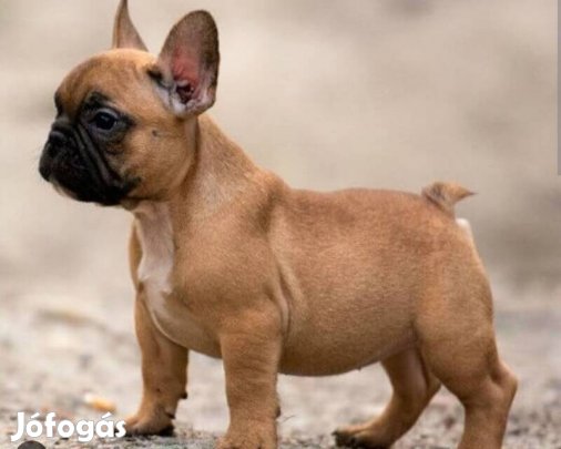 Keresek ingyen elvihetö francia buldog kis kutyát