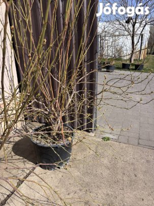 Kerti Áfonya 4 éves!