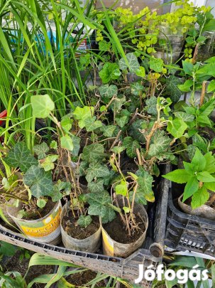 Kerti borostyán (Hedera helix) gyökeres hajtások konténerben, örökzöld