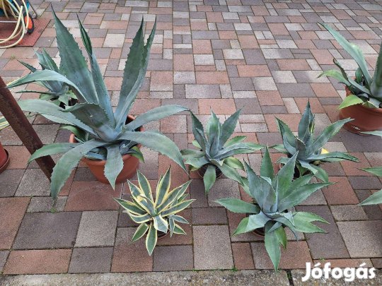 Kerti dísznövény több méretben