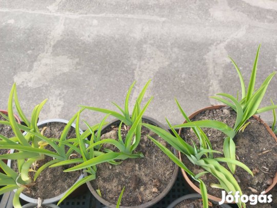 Kerti évelő sásliliom növény 3 különböző