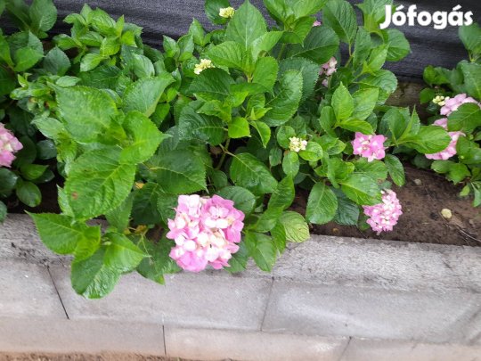 Kerti hortenzia.