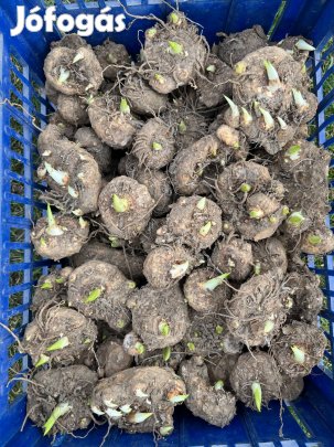 Kerti kála gumó eladó
