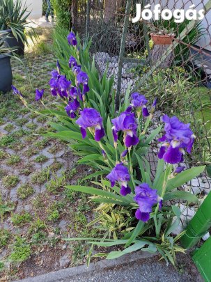 Kerti nőszirom (Iris germanica) konténeres rizómák, évelő