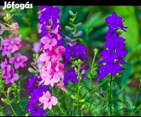 Kerti szarkaláb virágmag