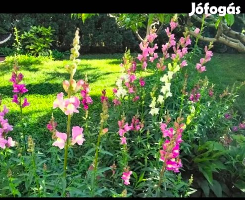 Kerti szimpla tátika virágmag