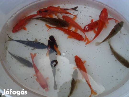 Kerti tóba díszhalak