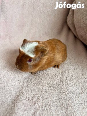 Két aranyos tengerimalac kölyök gazdit keres!