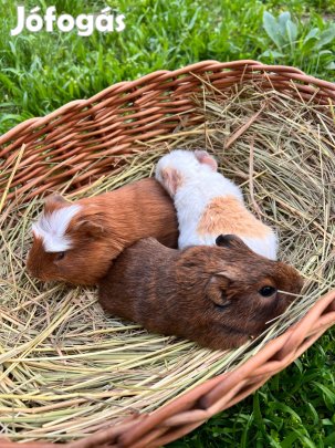 Két aranyos tengerimalac kölyök gazdit keres!