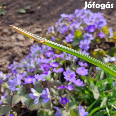 Két bokor májvirág