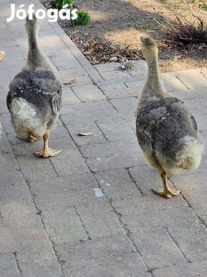 Két darab egészséges liba eladó (akár külön is)