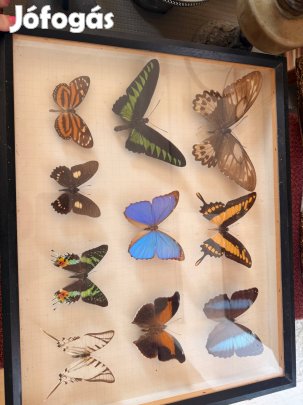 Két darab preparált rovar gyűjtemény keretben pillangók és bogara