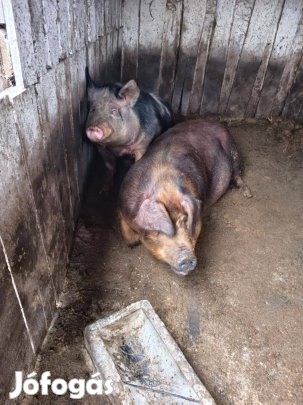 Két darab vemhes koca február végi elléssel eladó