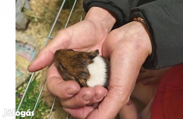 Két fiú baba tengerimalac Bp.mellet Váon ajándék ketreccel