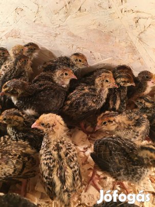 Két hetes fürjek eladók Gárdonyban