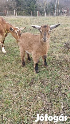 Két hónapos kisbak