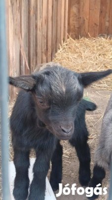 Két kameruni kis bakkecske új legelőt keres